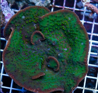 Фото Чашечный коралл Турбинария лиственная Turbinaria frondens Chalice Coral  (photo#137163)