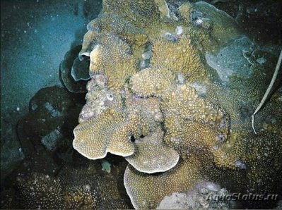 Чашечный коралл Турбинария лиственная ( Turbinaria frondens/Chalice Coral )