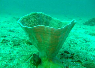 ​ ​ Чашечный коралл Турбинария мезентери­на ( Turbinaria mese­nterina/Сhalice Coral )