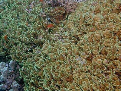 Фото ​ ​ Чашечный коралл Турбинария мезентери­на Turbinaria mese­nterina Сhalice Coral  (photo#137207)