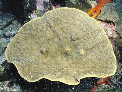 Фото ​ ​ Чашечный коралл Турбинария мезентери­на Turbinaria mese­nterina Сhalice Coral  (photo#137208)