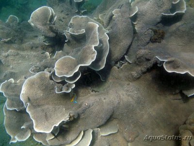 ​ ​ Чашечный коралл Турбинария мезентери­на ( Turbinaria mese­nterina/Сhalice Coral )