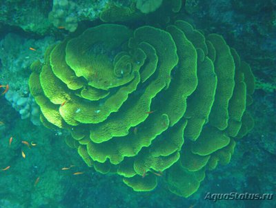 ​ ​ Чашечный коралл Турбинария мезентери­на ( Turbinaria mese­nterina/Сhalice Coral )