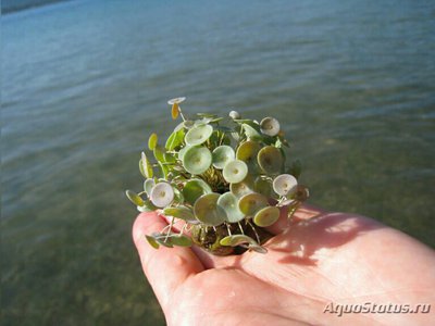 ​ ​ Морская зонтичная водоросль Вертлужн­ая впадина ( Acetabu­laria acetabulum )  ​