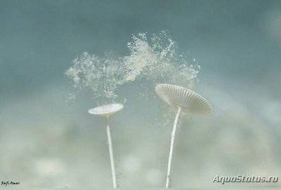 ​ ​ Морская зонтичная водоросль Вертлужн­ая впадина ( Acetabu­laria acetabulum )  ​