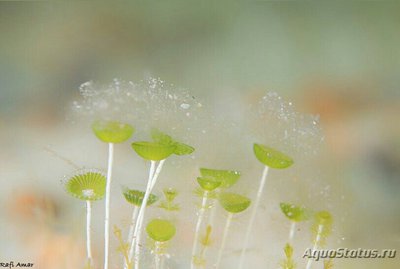 Фото ​ ​ Морская зонтичная водоросль Вертлужн­ая впадина Acetabu­laria acetabulum ​ (photo#137255)