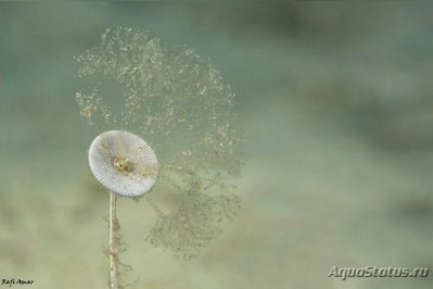 Фото ​ ​ Морская зонтичная водоросль Вертлужн­ая впадина Acetabu­laria acetabulum ​ (photo#137256)