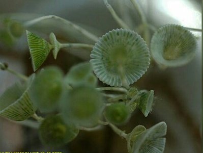 Морская зеленая - зонтичная водоросль Вертлужная впадина ( Acetabularia calyculus )   