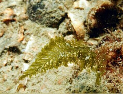 Фото Морская водоросль Bryopsis plumosa (photo#137527)