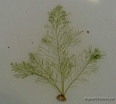 Морская перестая водоросль Бриопсис сп. 02 ( Bryopsis sp. 02 )