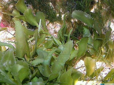 Фото Морская ползучая вод­­оросль ​ Caulerpa brachypus ​ (photo#137547)