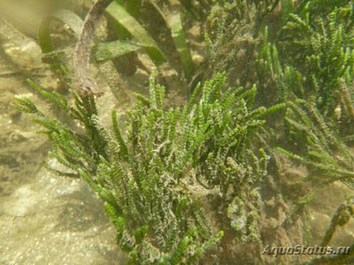 Фото Морская водоросль Caulerpa cupressoides (photo#137704)