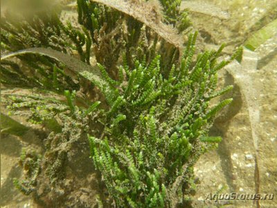 Фото Морская водоросль Caulerpa cupressoides (photo#137705)