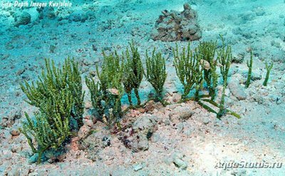 Фото Морская водоросль Caulerpa cupressoides (photo#137706)