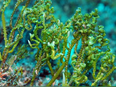 Фото Морская водоросль Caulerpa cupressoides (photo#137707)