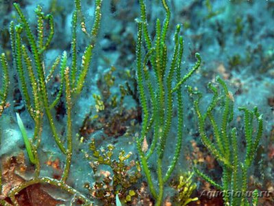 Фото Морская водоросль Caulerpa cupressoides (photo#137708)