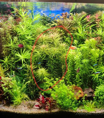 Опознание аквариумных растений - Screenshot_20221007_214522.jpg