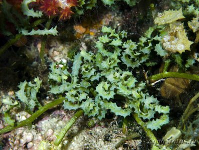 Фото Морская водоросль Caulerpa serrulata (photo#137800)