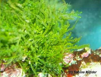 Фото Морская водоросль Caulerpa webbiana (photo#137833)