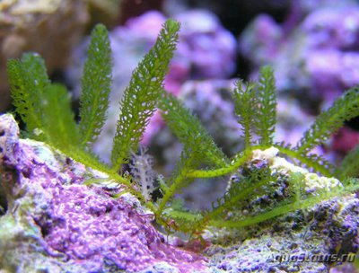 Фото Морская водоросль Caulerpa webbiana (photo#137834)