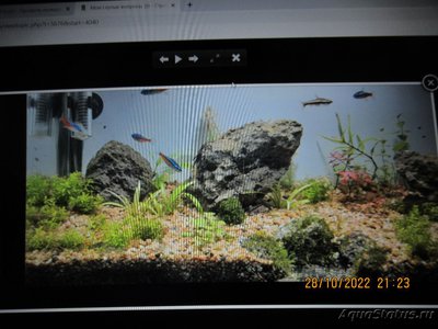 Мой аквариум 35 литров (Tetrancistrus)