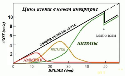 Мой аквариум на 40 литров (Юлия-новичек)