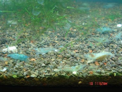 Голубые креветки - blue pearl shrimp.jpg