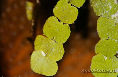 Фото  Морская зелёная водоросль Халимеда Горауи Halimeda goreaui  (photo#138225)