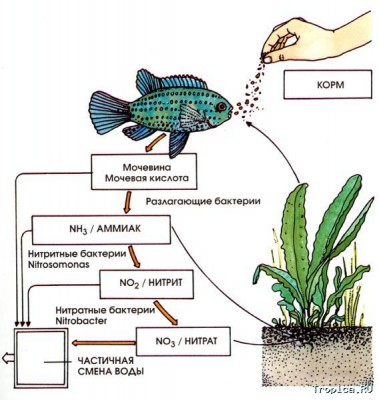 Цикл азота и синдром нового аквариума