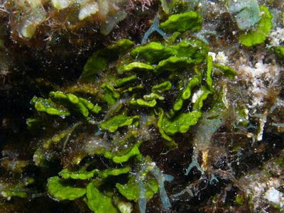 Морская водоросль Halimeda opuntia