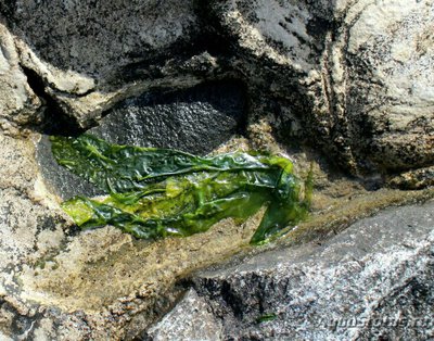 Фото Морская зелёная водоросль  Ульва жесткая , или Морской салат Steiff   Ulva Rigida  (photo#138429)