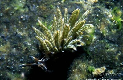 Фото Слизняк морской Аплисиопсис формоза Aplysiopsis formosa  (photo#138469)
