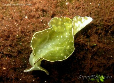 Элизия орната (Elysia ornata)