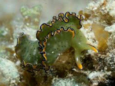 Элизия орната (Elysia ornata)
