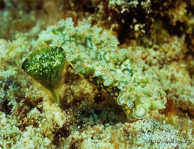 Фото   Слизень морской Элизия хрустящая , или Цветная капуста Elysia crispata  (photo#138557)