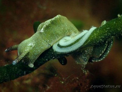 Фото Слизняк морской , или Зеленая бархатная улитка Elysia viridis  (photo#138615)