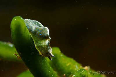 Фото Слизняк морской , или Зеленая бархатная улитка Elysia viridis  (photo#138616)