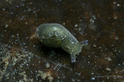 Фото Слизняк морской , или Зеленая бархатная улитка Elysia viridis  (photo#138617)