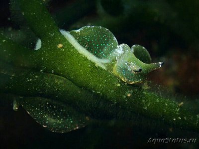 Фото Слизняк морской , или Зеленая бархатная улитка Elysia viridis  (photo#138618)