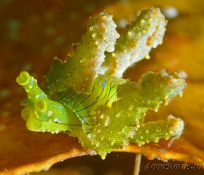 Фото Слизняк морской Lobiger viridis  (photo#138648)