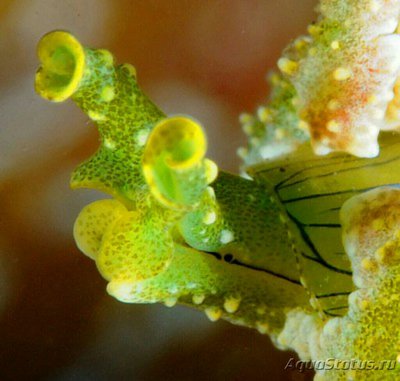 Фото Слизняк морской Lobiger viridis  (photo#138653)