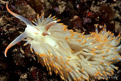 Слизняк морской ( Berghia verrucicornis )