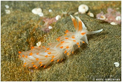 Фото Слизняк морской Berghia verrucicornis  (photo#138660)