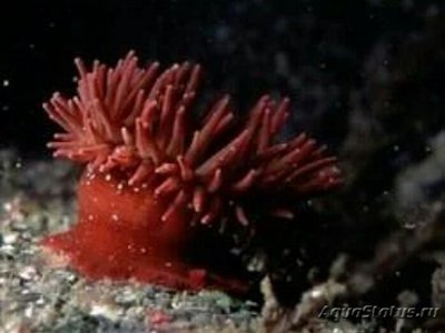 Фото Актиния бермуденская Actinia bermudensis Red, Maroon Sting Anemone  (photo#138755)