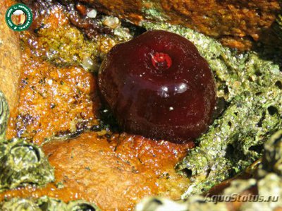 Фото Актиния бермуденская Actinia bermudensis Red, Maroon Sting Anemone  (photo#138756)