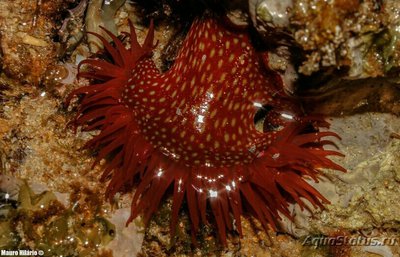 Фото Актиния Фрагацеа , или Конская актиния , или Пурпурная роза Actinia fragacea  (photo#138776)