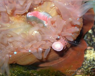 Фото Актиния Фрагацеа , или Конская актиния , или Пурпурная роза Actinia fragacea  (photo#138779)