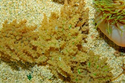 Фото Анемон пернатый , или Актинодендрон плюмозный , или Адское пламя Actinodendron plumosum  (photo#138801)