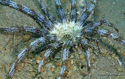 Фото Актиностефан Геккеля или Песчаная Актиния Геккеля Actinostephanus haeckeli  (photo#138828)