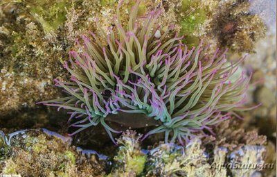 Фото Анемония виридис , или Восковая роза , или Средиземноморский анемон Anemonia viridis  (photo#138839)